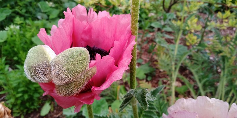 Papaver orientale 'Patty's Plum'